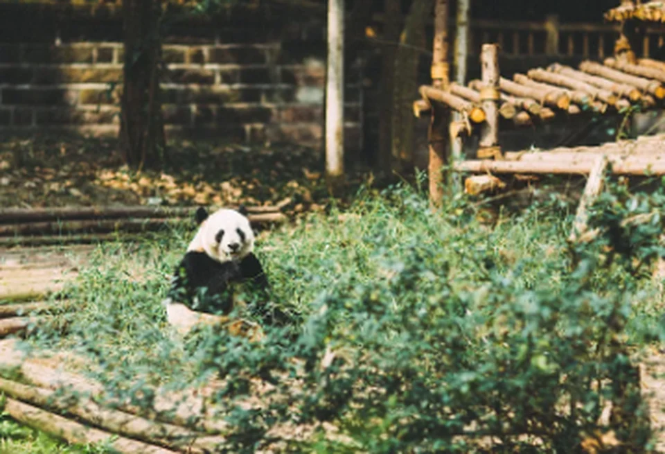 Pandas, Jiuzhaigou & Huanglong — 5 Days